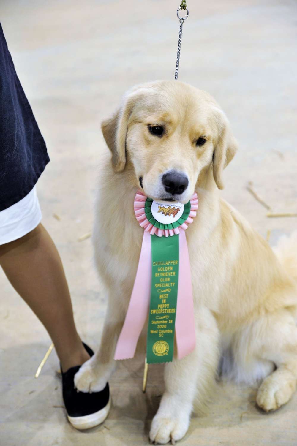 Argos Golden Retrievers