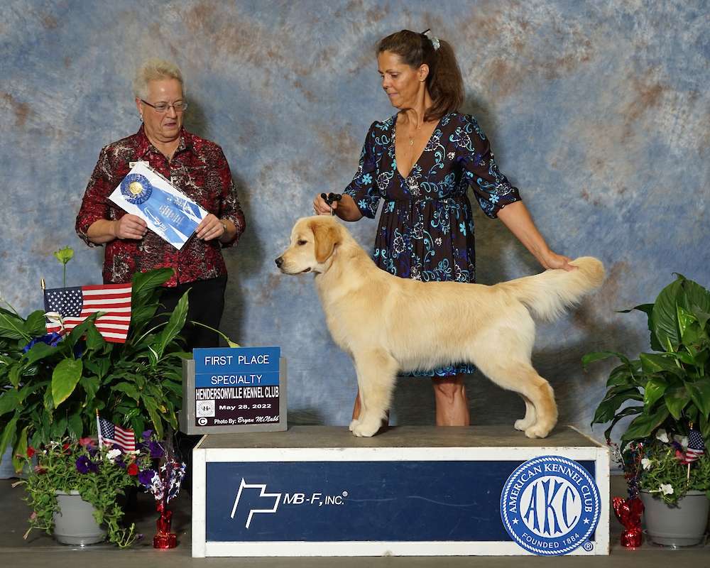 Argos Golden Retrievers